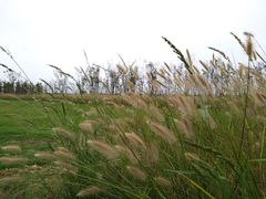 -春花秋色城市公园