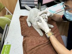 -瑞鹏宠物医院·夜间急症·心超·猫科(祖庙分店)