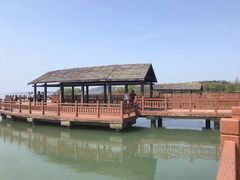 -西京湾花海