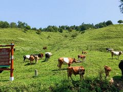 -关山草原