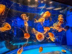 -海合安成都极地海洋公园