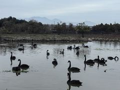 -漩门湾国家湿地公园
