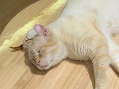 -猫腻·猫咖·撸猫馆(星光大道店)