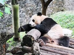 -都江堰中华大熊猫苑