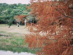 -莲花山公园