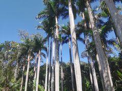 -深圳仙湖植物园