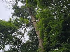 -峨眉山报国寺