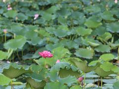 -荷塘月色湿地公园·向阳花洲