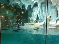 -帝企鹅自助餐厅•儿童岛•真企鹅(长隆企鹅酒店)