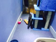 -喵的天空名猫咖啡馆·撸猫·猫舍·用品