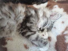 -瑞鹏瑞爱宠物医院·全科·猫科·血液透析中心(龙头寺店)