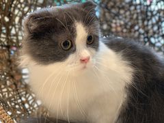 -飞行喵MR PILOT|猫舍·猫咖(静安大融城店)