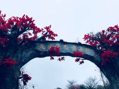 -天适樱花悠乐园