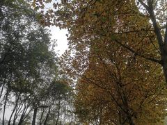 -重庆中央公园(渝北区)