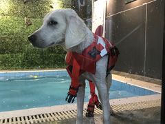 -Goku PET SHOP宠物视觉生活馆(双井店)