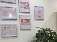 -柚子猫舍·精品猫舍购猫·猫咪认养·购宠·宠物店