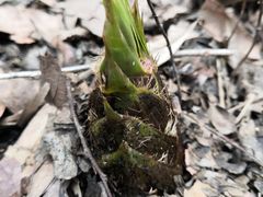 -上海佘山国家森林公园天马山园