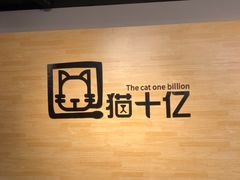-猫十亿·布偶金渐层·曼基康矮脚猫舍(青年路店)