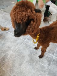 -神奇动物撸宠馆·羊驼·小浣熊·异宠(豫园店)
