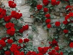 -三亚夏威夷大酒店