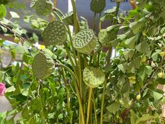 -BEAST野兽派(上海浦东嘉里城店)