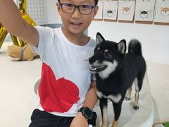 -柴务处·柴犬主题狗咖