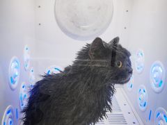 -爱洗澡的猫(天河路店)