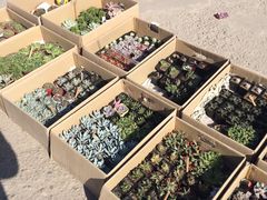 -中环花鸟鱼虫市场