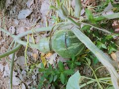 -呼吸森林·生态农庄农家乐私房菜