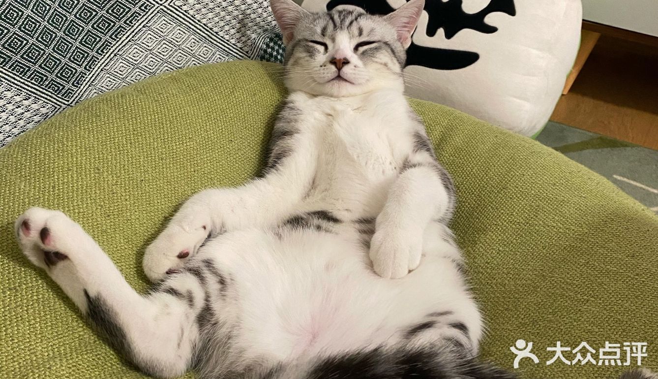 谁家猫儿子还不是个戏精了？🧘‍♀️
