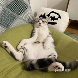 谁家猫儿子还不是个戏精了？🧘‍♀️