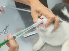 -瑞派·关忠动物医院·异宠专科·犬猫肿瘤·皮肤专科(望京店)