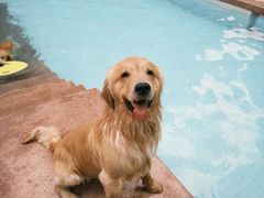 -帕帕拉兹宠物(亚洲旗舰店)