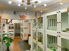 -青奢宠物·青奢猫舍