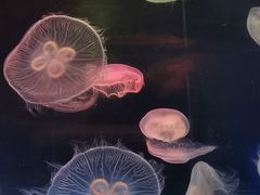 -青岛海底世界-水族馆