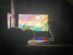 -猫大福·Fortune Cat猫舍(百子湾店)