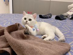 -东方名猫馆·英短金渐层布偶猫舍(环线广场1号楼店)