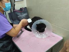 -北京观赏动物医院·24小时大型综合·猫专科·异宠专科