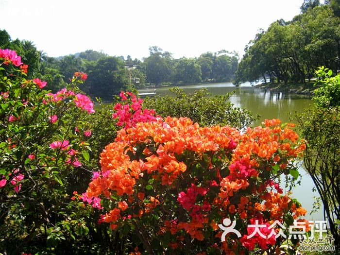 中國科學院華南植物園資源共享圖片-北京植物園-大眾點評網