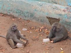 -西霞口神雕山野生动物世界