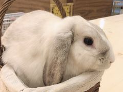 -猫猫幼稚园·撸猫·桌游·电玩