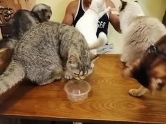 -猫色咖啡·猫咖