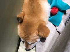 -逗柴咖啡屋·狗咖猫咖宠物桌游