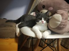 -宠爱国际动物医院· 猫科· 外科·中兽医(长白店)