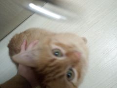 猫咪-喜狗宠物生活馆(岳州路店)