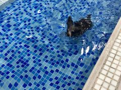 -BABYDOG宝贝狗宠物乐园(欧洲城店)