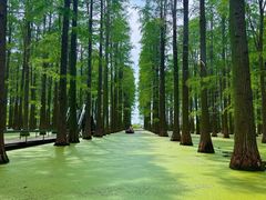 -渌洋湖湿地公园