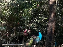 -西双版纳傣族园