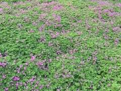 -合肥滨湖国家森林公园