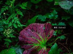 -白草畔自然风景区